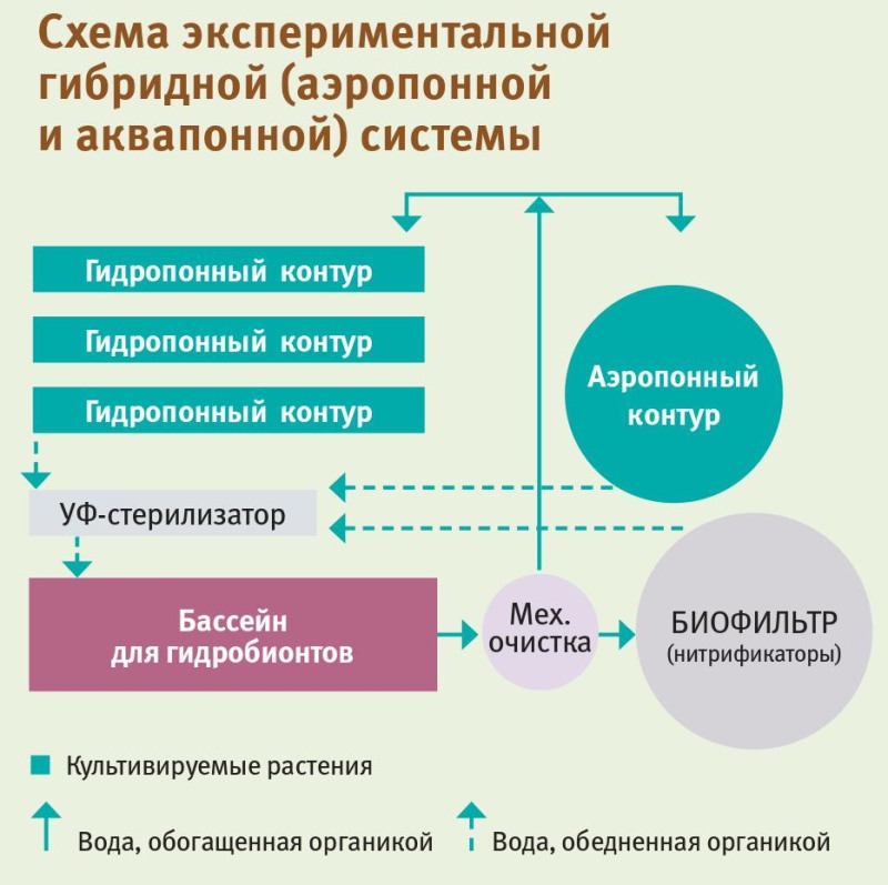 Схема экспериментальной гибридной (аэропонной и аквапонной) системы