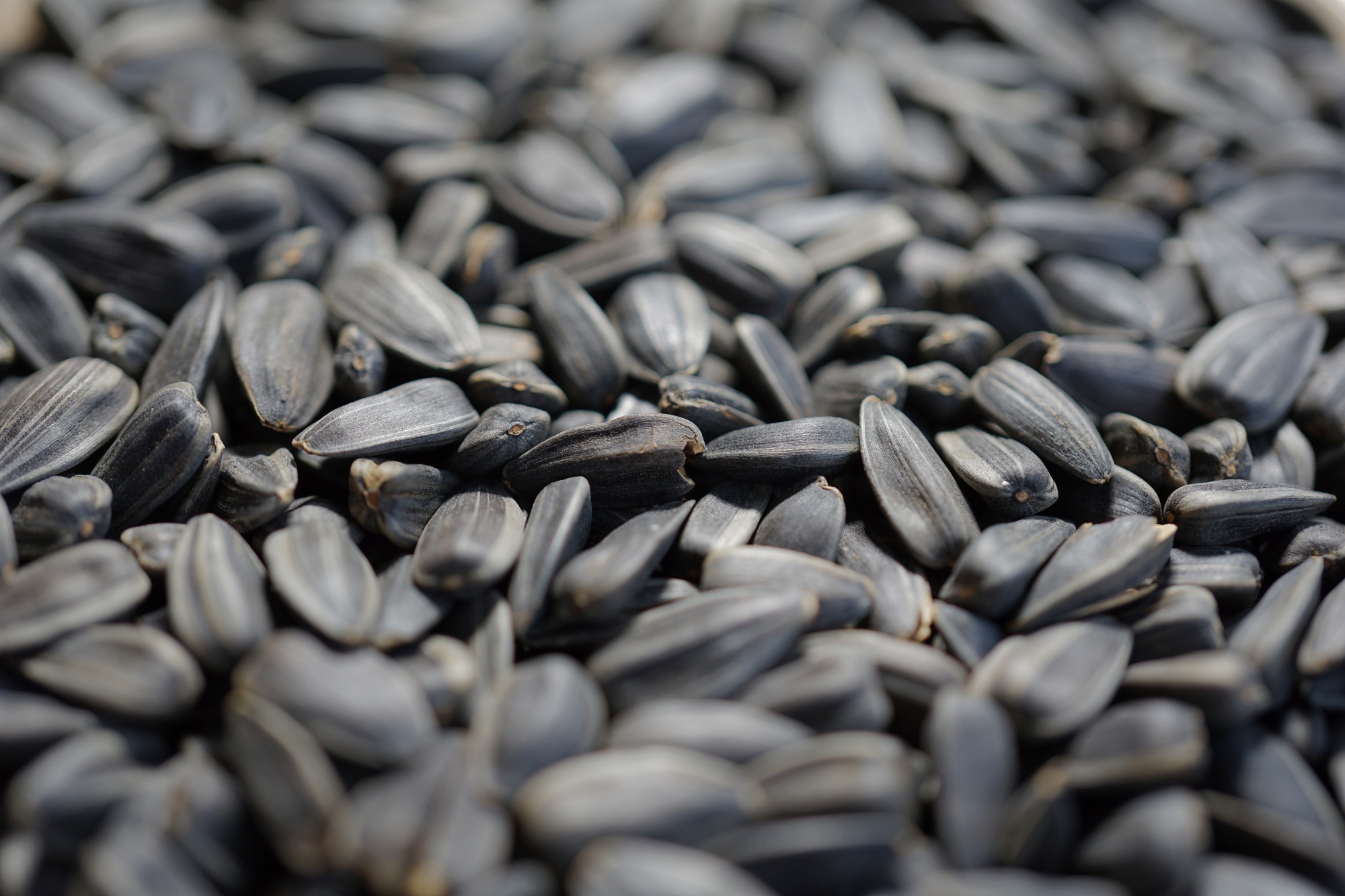 sunflower-seeds-4837329.jpg