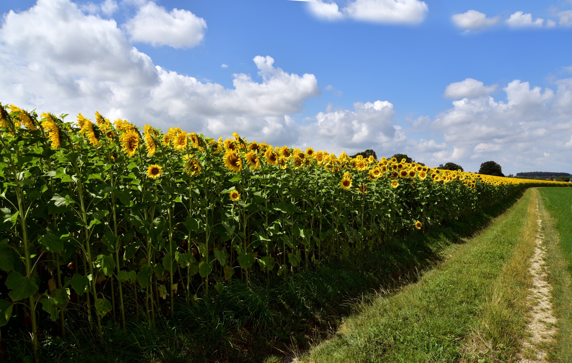 sunflower-3532368.jpg