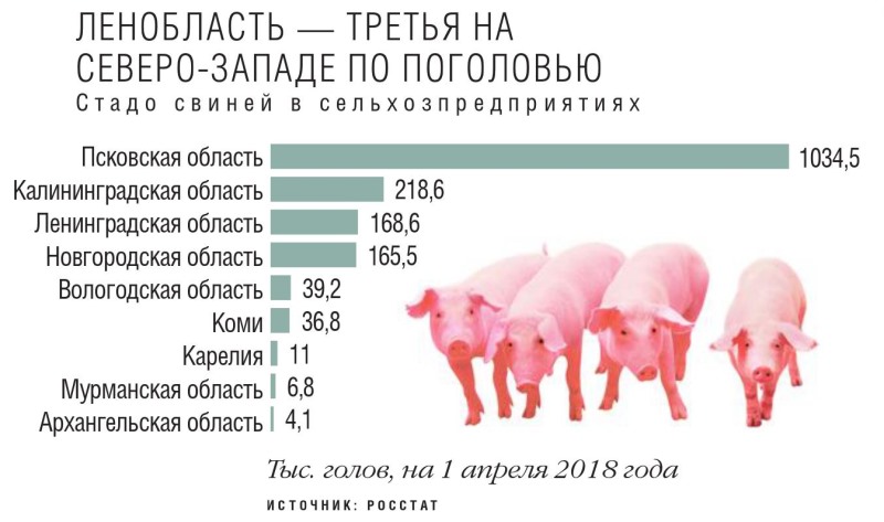 Стадо свиней в сельхозпредприятиях
