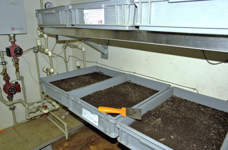 Человек употребляет в пищу 1,9 тысяч видов насекомых