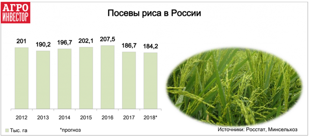 Посевы риса в России