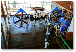 Автоматическая система охлаждения для коров 