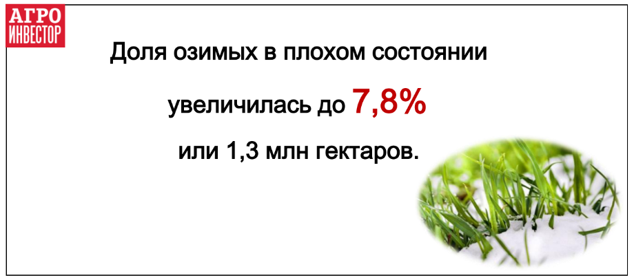 Площадь озимых в плохом состоянии увеличилась на 360 тысяч гектаров