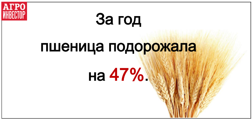 За год цены на пшеницу выросли на 47%