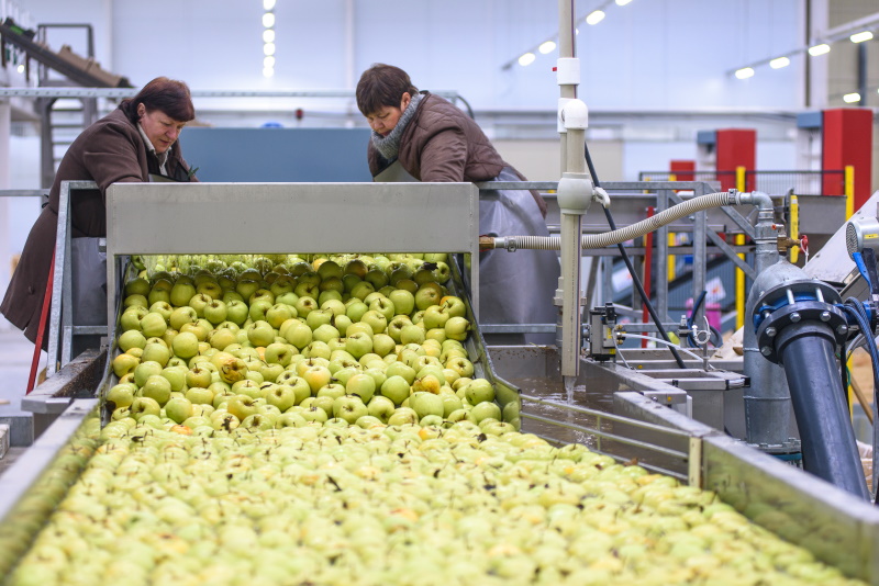 В этом году компания отправляет на реализацию яблоки десяти сортов