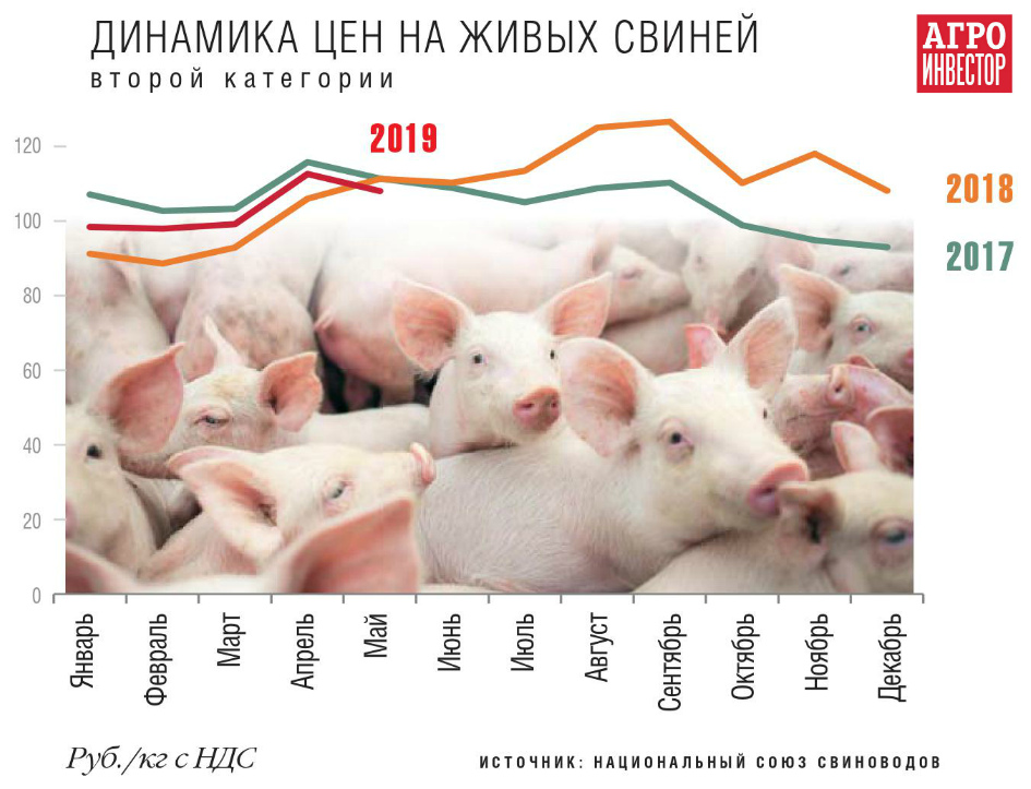 Динамика цен на живых свиней
