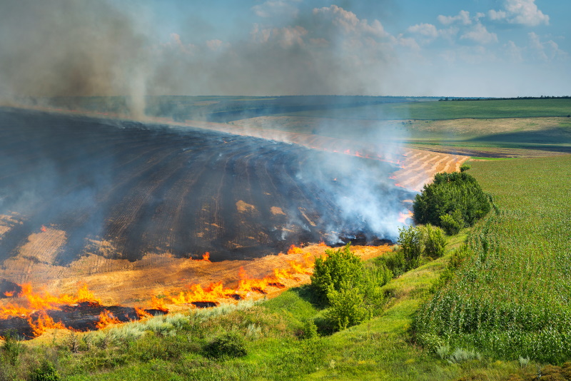 В засуху 2010 года урожай погиб на 13 млн гектаров