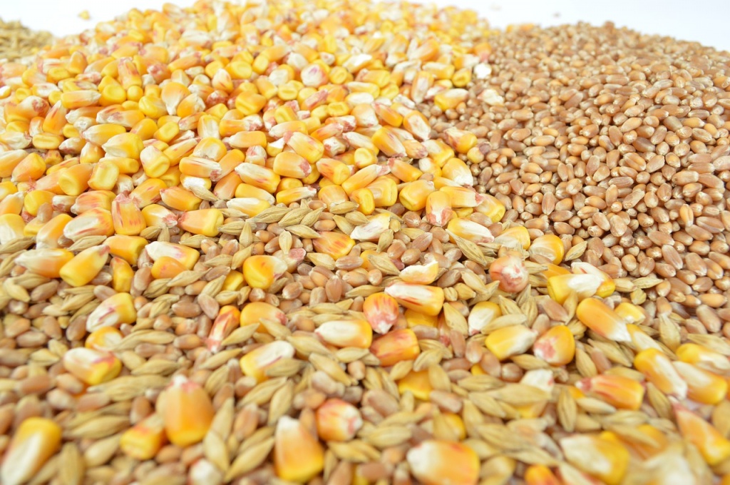 grains-1621880_1280.jpg