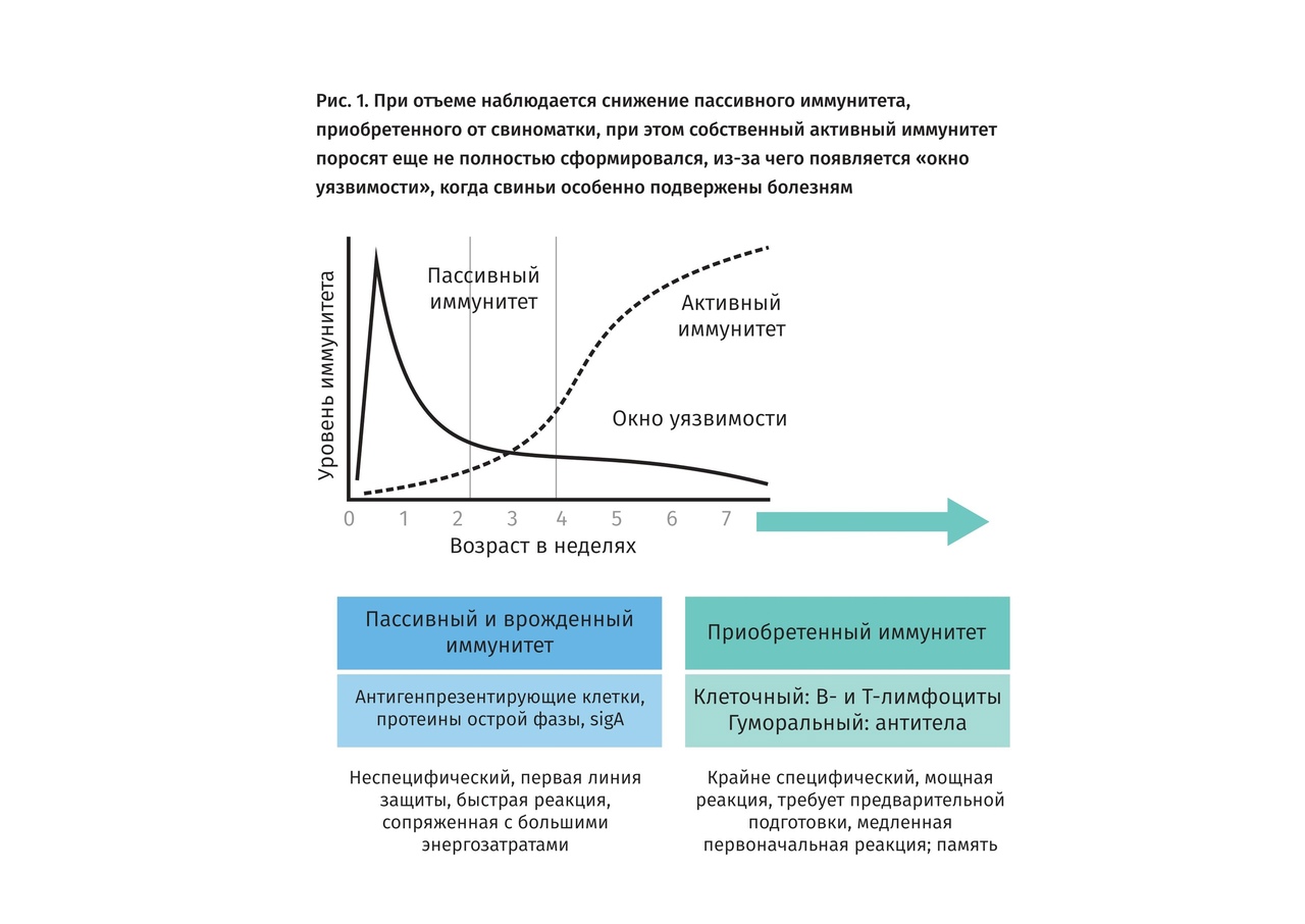 После введения сыворотки формируется