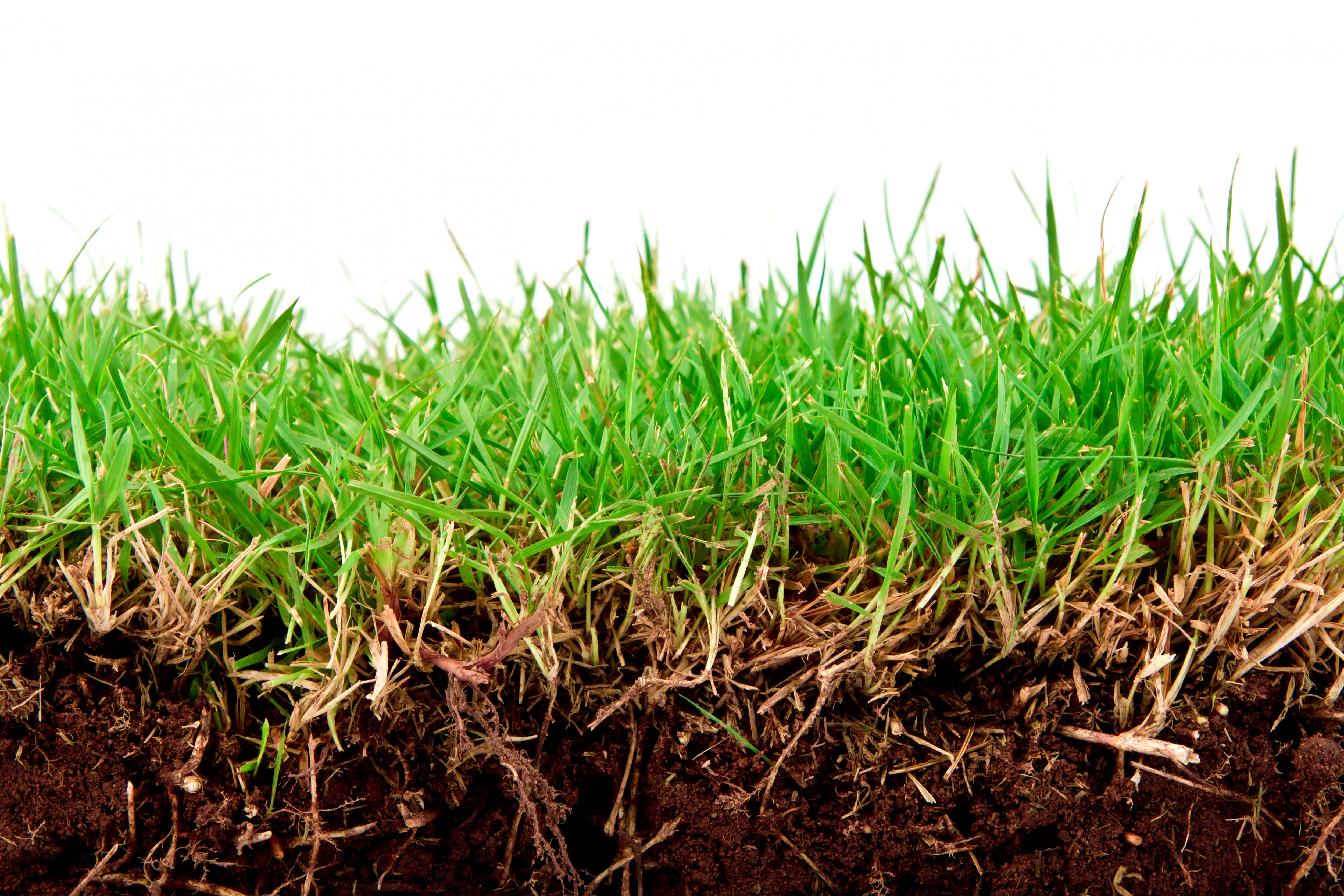 fresh-spring-green-grass-with-soil-isolated-white-background.jpg