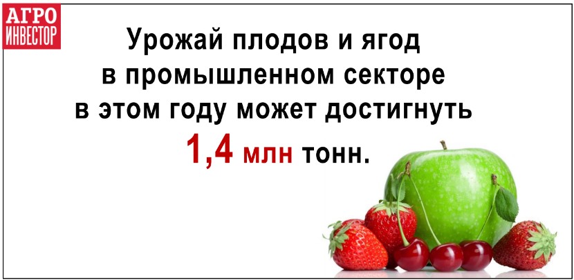 Урожай плодов и ягод может побить рекорд прошлого года