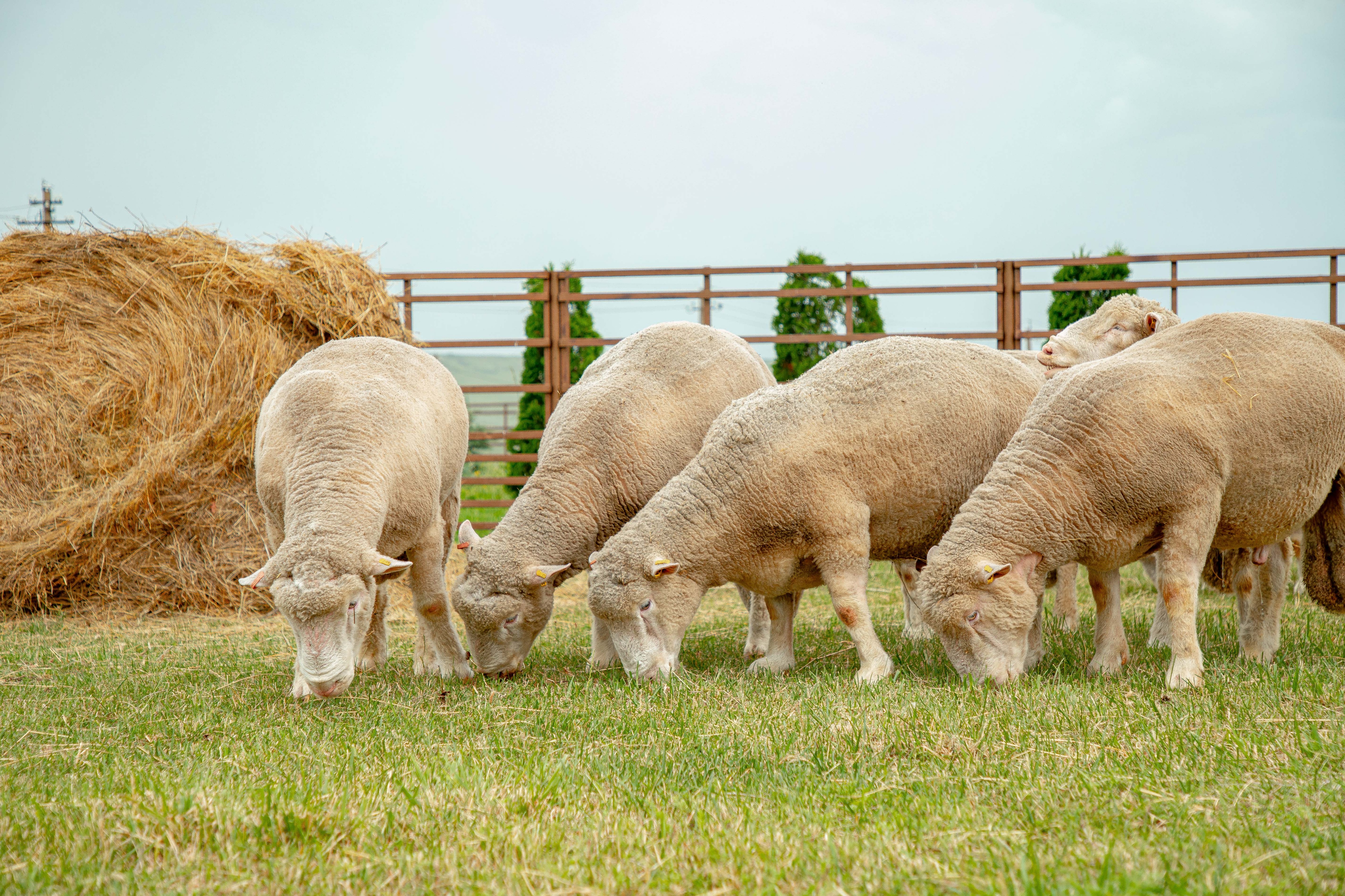 IMG_7694.jpg IMG_7694.jpg