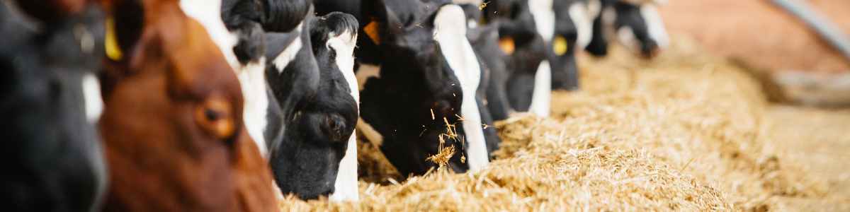 Press-release-dairy-banner.png