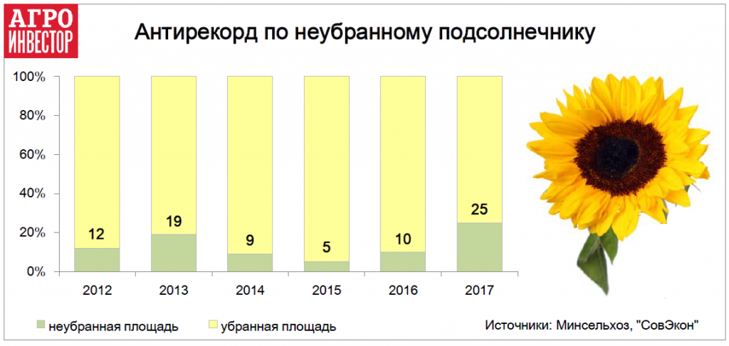 Антирекорд по неубранному подсолнечнику