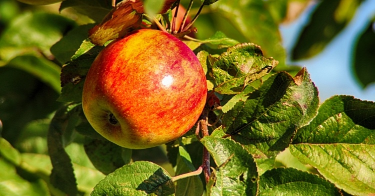 Крупнейший производитель яблок вдвое увеличит производство в Ингушетии
