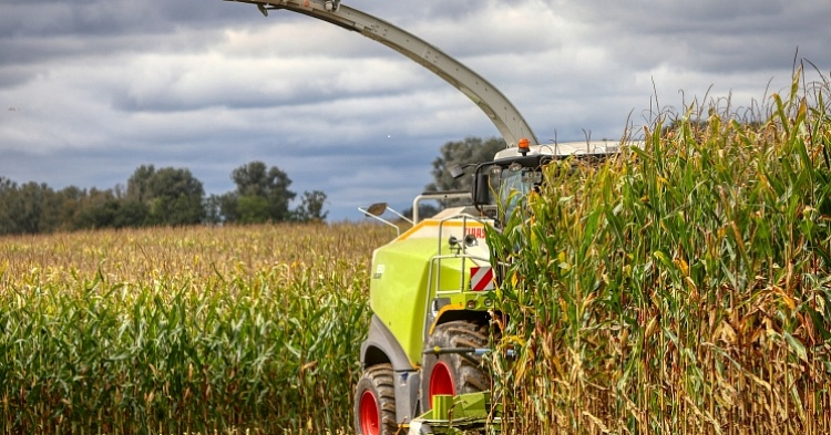Урожайность кукурузы ожидается рекордной