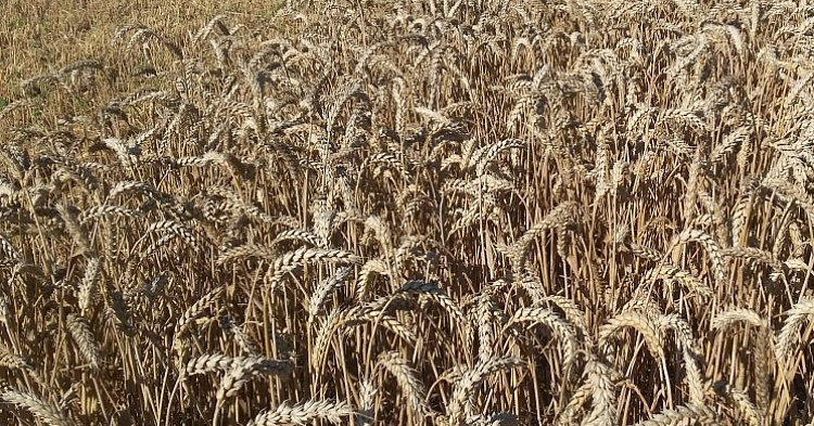 Аналитики продолжают пересматривать прогнозы урожая зерна