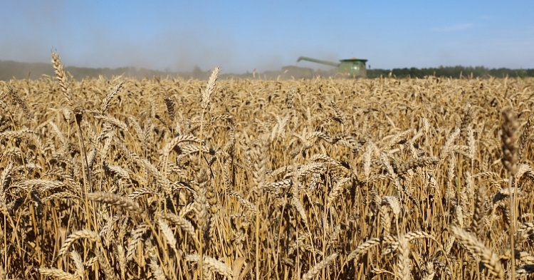 Урожай зерна все еще может обновить рекорд