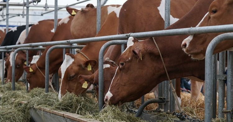 Один из богатейший бизнесменов России вложит 18 млрд рублей в молочное животноводство
