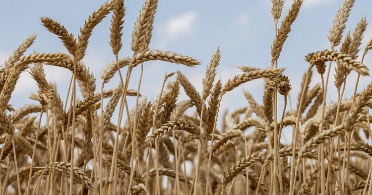 Минсельхоз США снизил на 5% прогноз российского урожая пшеницы
