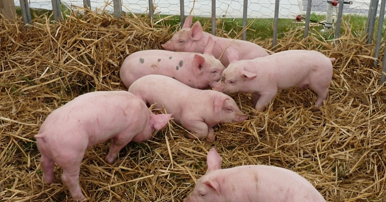 В 2020 году производство свинины прибавит еще до 270 тысяч тонн