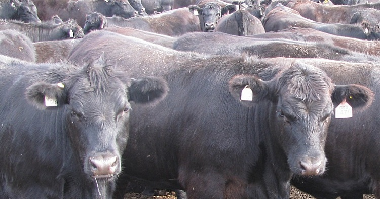 Убыток «Мираторга» от производства говядины вырос до 14 млрд рублей