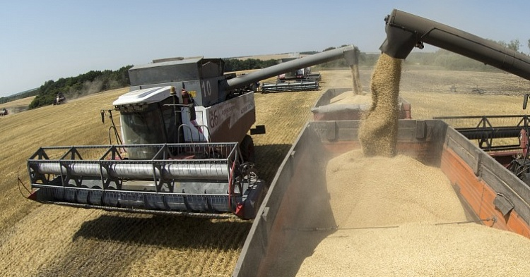 Цены на пшеницу начали падать на фоне старта уборочной кампании