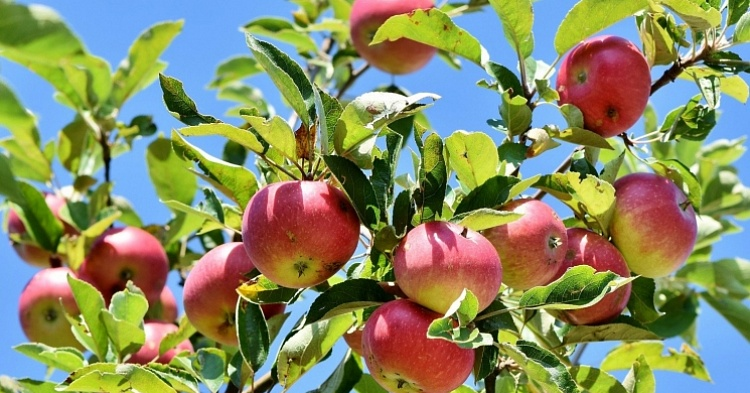 В Крыму появится яблоневый сад за 1,3 млрд рублей