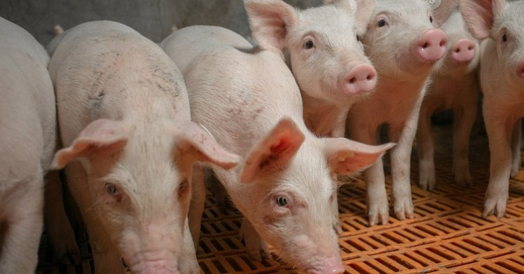 «Агроэко» запустила свинокомплекс в Тульской области