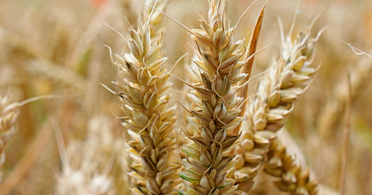 Минсельхоз США: урожайность пшеницы в России будет ниже прошлогодней