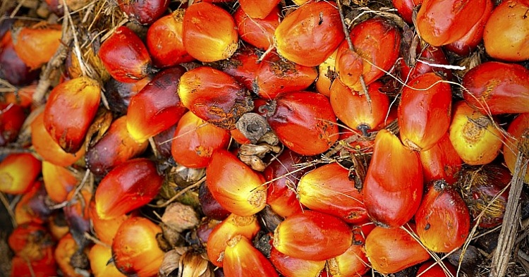 Госдума одобрила повышение НДС на пальмовое масло