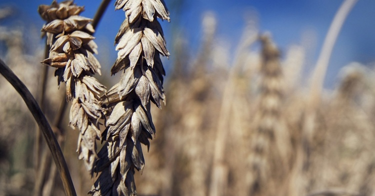 Минсельхоз: урожай зерна в этом году превысит 125 млн тонн