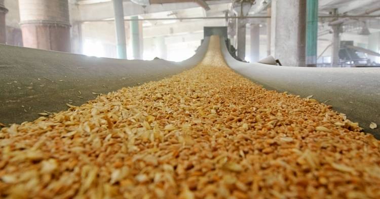 Аналитики пересматривают прогнозы урожая зерна