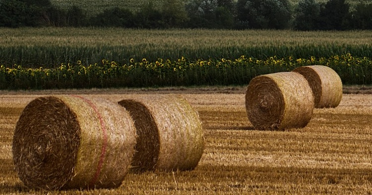 «Агропромкомплектация» намерена купить 60 тысяч гектаров в Рязанской области