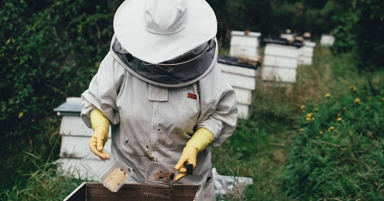 Алексей Гордеев: 40 тысяч пчелосемей погибли от пестицидов