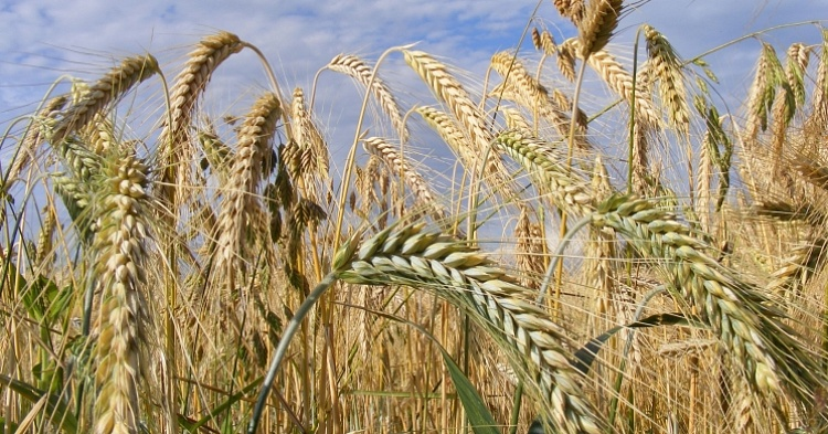 Экспорт зерна нового урожая может начаться уже в июне