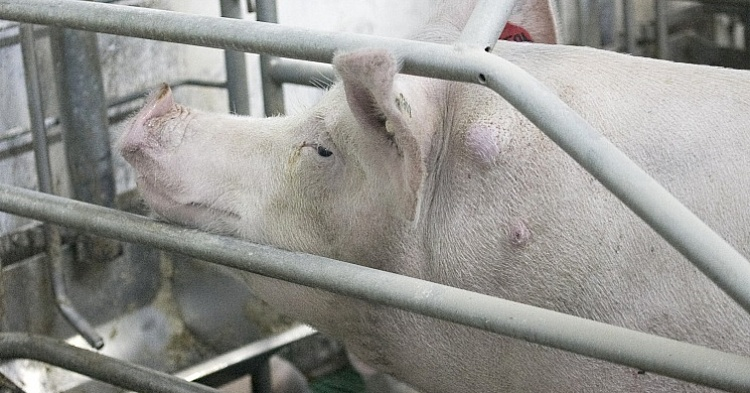 Экс-владелец «Балтики» купил свинокомплекс на Кубани