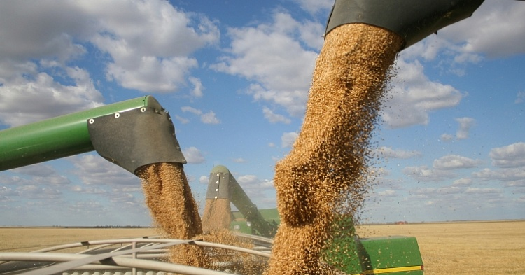 Экспортные цены на российскую пшеницу продолжили расти