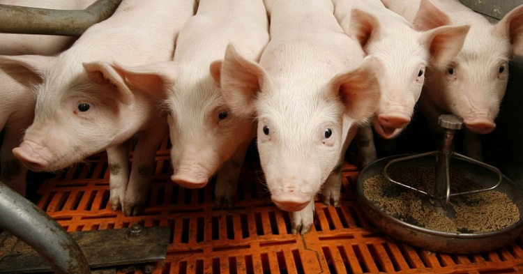 «Мираторг» перенесет строительство свинокомплексов из-за протестов местных жителей
