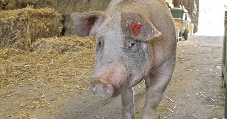 На Дальнем Востоке выявлена чума свиней