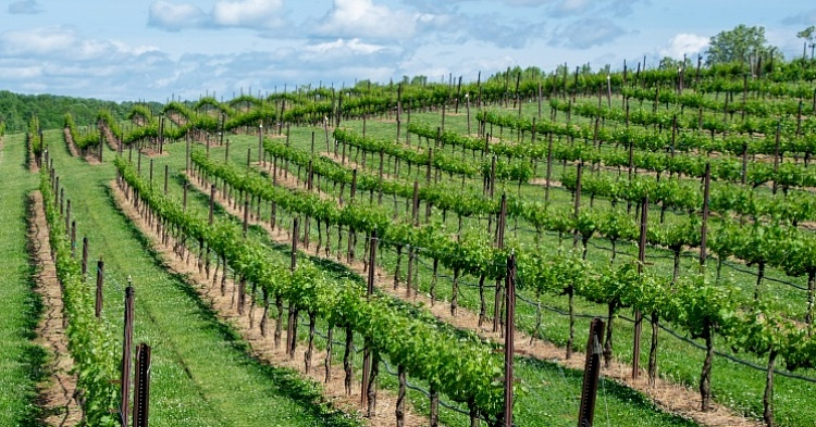 «Кубань-вино» доведет площадь плодоносящих виноградников до 9 тысяч гектаров