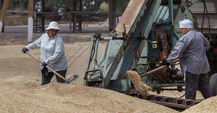 Внутреннее потребление зерна в этом сезоне сократится