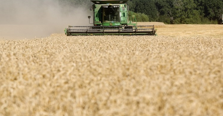 Кубань собрала рекордный урожай зерна