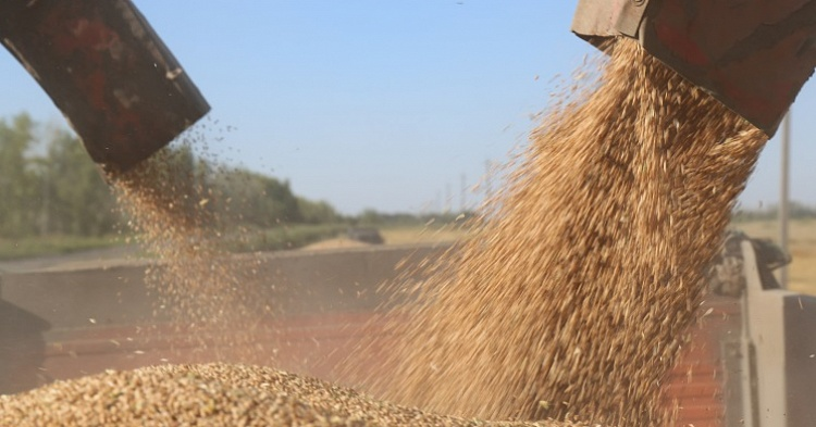 Урожайность пшеницы приблизилась к прошлогоднему уровню
