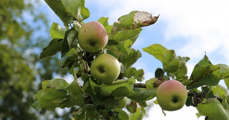 В России соберут не менее 1,35 млн тонн яблок