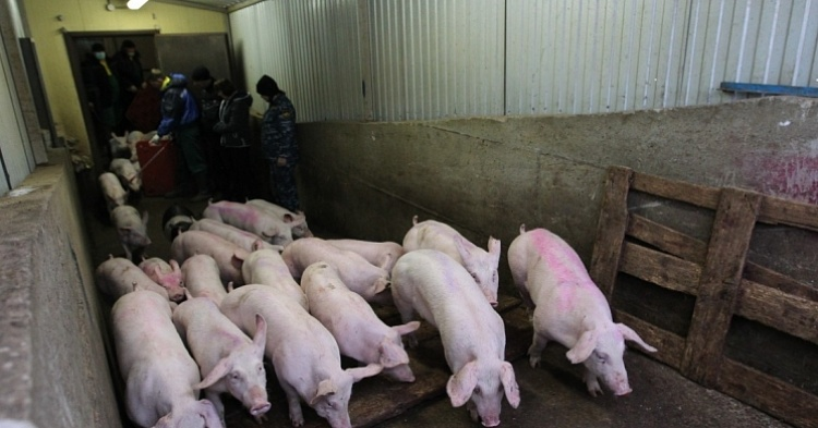 В Калининградской области восстановлено поголовье свиней