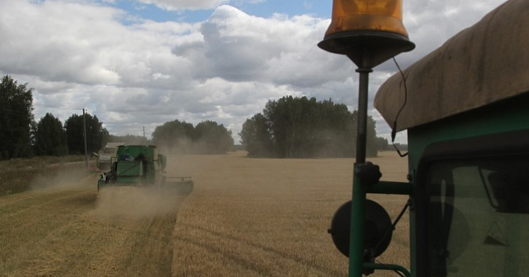 Прогнозы урожая зерна продолжают снижаться