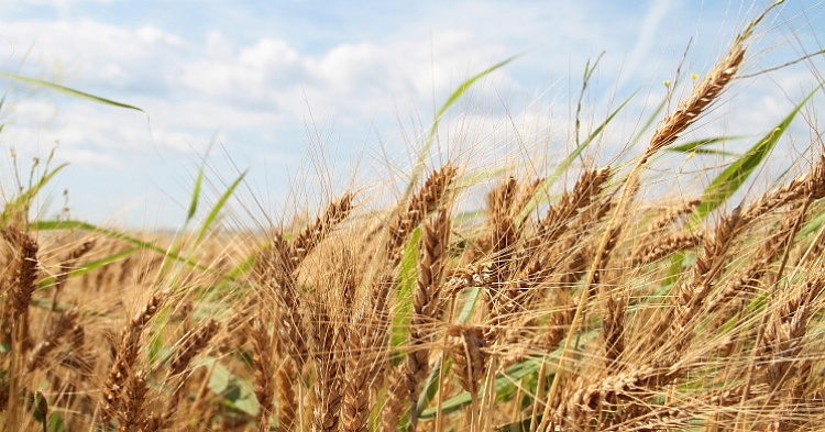 В Саратовской области на 200 тыс. гектаров погиб урожай