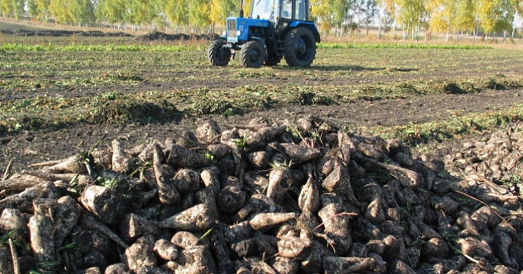 Аграриям Кубани рекомендовано сократить сев сахарной свеклы на 15-20%